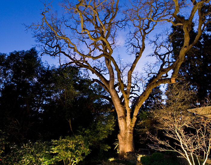 Backyard Oak Tree Feature Lighting